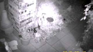 Burglars at lonetree estates Antioch CA