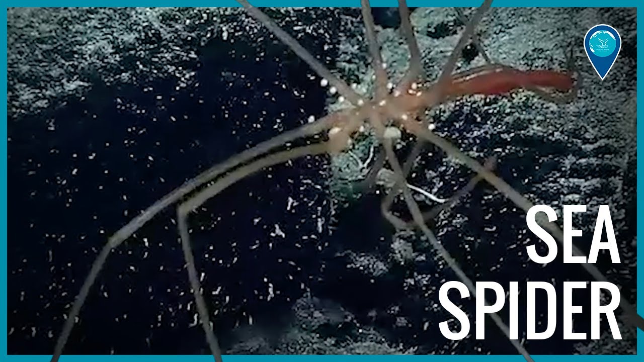 Sea spider in Papahānaumokuākea Marine National Monument