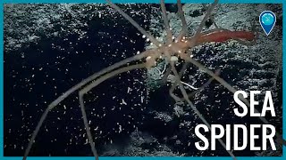 Sea spider in Papahānaumokuākea Marine National Monument
Did you know that there are spiders in the ocean? Catch a glimpse of a sea spider in Papahānaumokuākea Marine National Monument. Sea spider in Papahānaumokuākea Marine National Monument