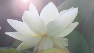 Open To Your Light Heart