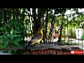 Sogok Ontong Bahan Pasti Respon Dengar Suara Pancingan Sogon Ini Mp3 - Mp4 Download