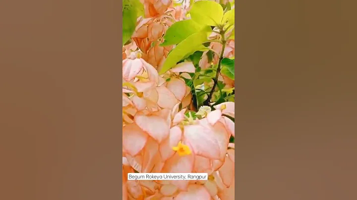 Begum Rokeya University Campuses