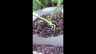 First Time Growing Weed... Vlog#1