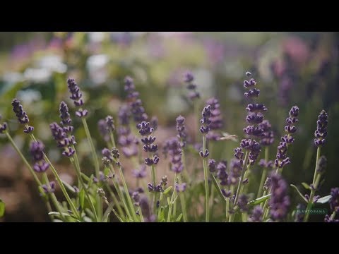 Video: Sådan opretter du en lavendelhave: Planter en have med lavendelblomster