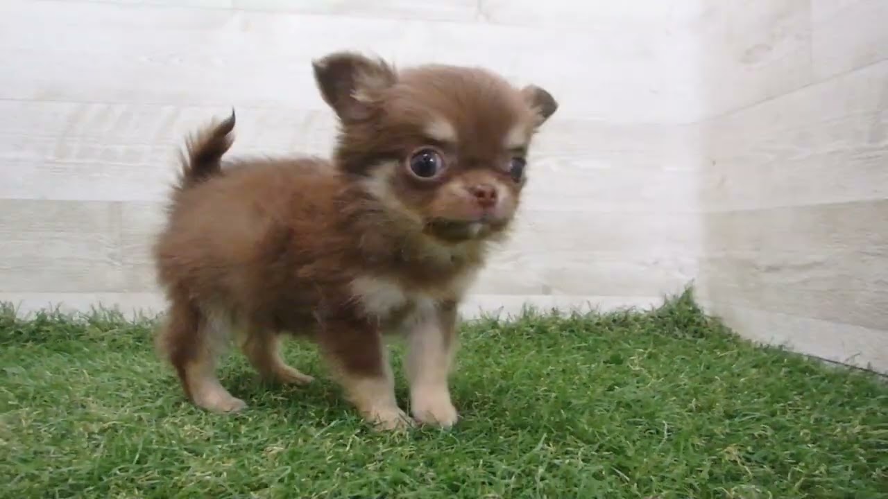 チワワ Coo&RIKU No.00742917 チワワ（ロングコート） - YouTube