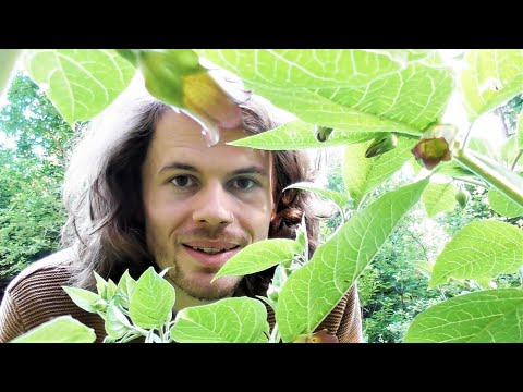 Video: Belladonna - Medizinische Eigenschaften Der Pflanze Und Rezepte Zur Herstellung Von Belladonna