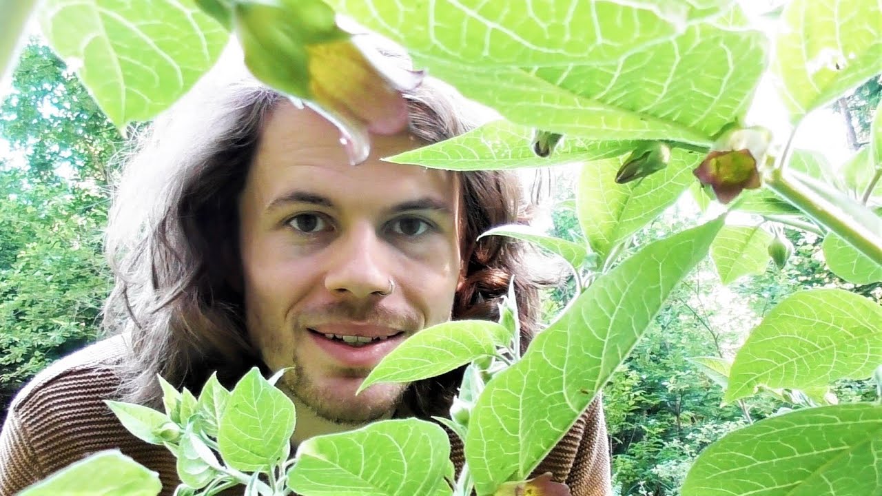 Schwarze Tollkirsche (Atropa Belladonna) - Die Hexenpflanze des Waldes