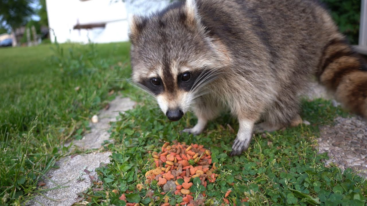 Nibbles dinner time YouTube