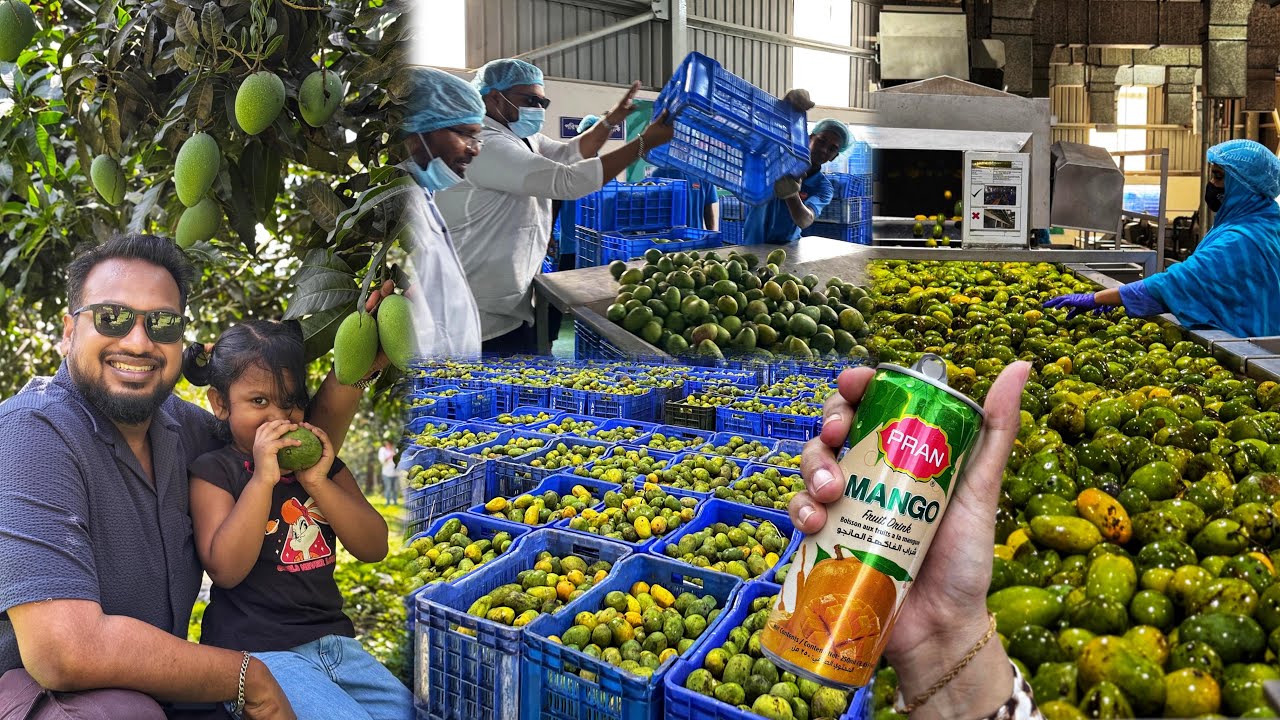 আম বাগান অভিযানে বেড়িয়ে এলো চাঞ্চল্যকর সব তথ্য 😵‍💫 প্রাণের ফ্যাক্টরিতে যা হয় দেখলে টাসকি খাবেন 😲