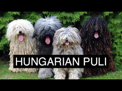Video: Gode ungarske hundenavn for en Puli eller Komondor