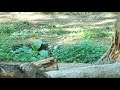 Point Defiance Zoo welcomes American red wolf pups