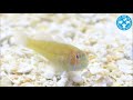 【チャーム】海水魚 アワイロコバンハゼ Gobiodon prolixus コバンハゼ charm動画