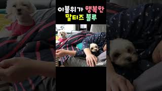 이불위가 행복한 말티즈 블루 #Shorts #maltese #강아지 #반려견#말티즈