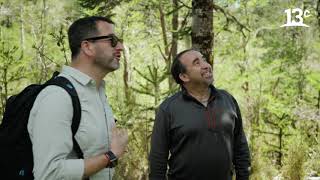 Las araucarias de Nahuelbuta | Yo Veo Biobío