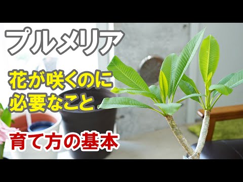 プルメリアの育て方　花が咲くまでに必要なこと