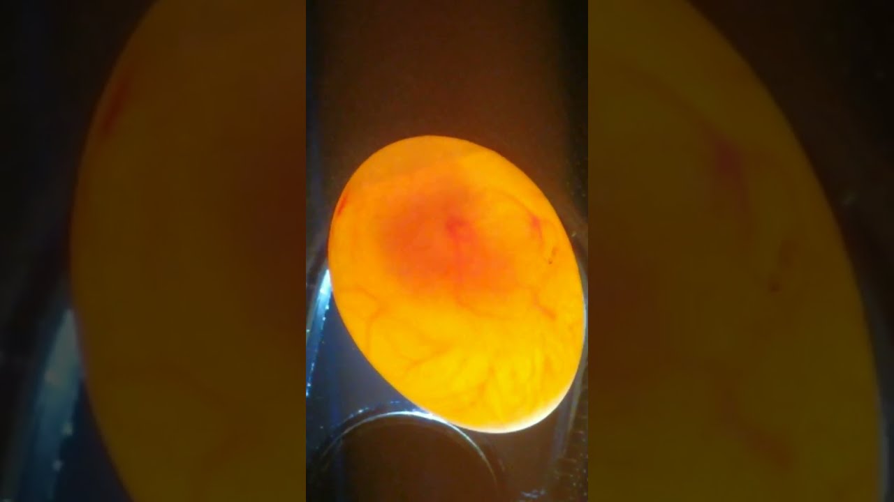 Yumurta Doluluk kontrolü