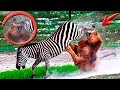 УБЕЙ или УМРИ. Удивительные моменты из жизни диких животных / Most Amazing Wild Animals Moments