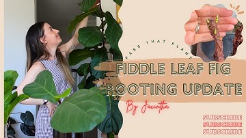 Update! Rooted Fiddle Leaf Fig Propagation Tutorial | Ficus Lyrata Bambino Propagation Results #FLF