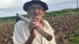 VAQUEIRO VENEZIANO COM 90 ANOS LIMPANDO MATO E PLANTANDO CAPIM.