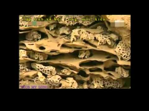 Video Tập tính của Sâu bọ - YouTube