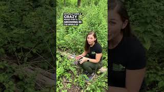 Sacrosanctum - Bellflowers