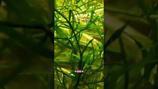 Guppy Grass The Plant That Doesn't Need Planting!