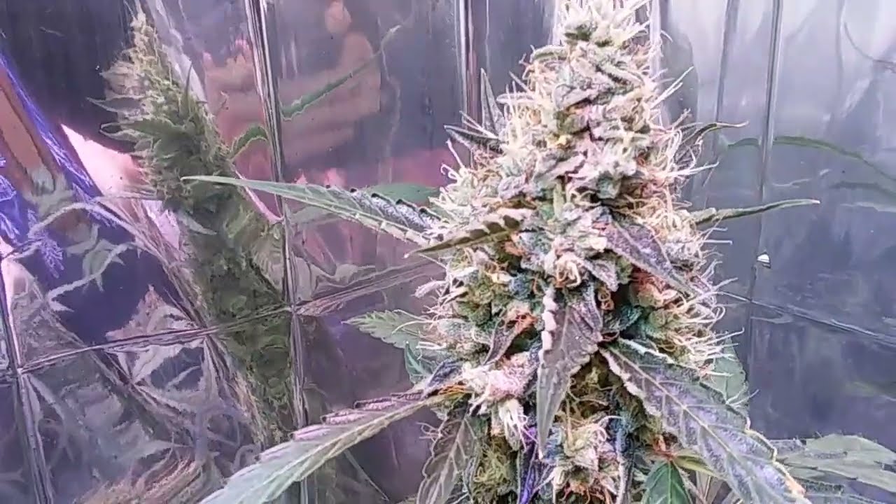 Sweet Tooth Auto, GG#4 Auto, GSC Auto, Tangerine Auto