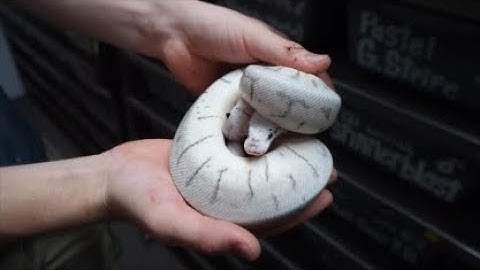 All About My Balls! -ClassyHerps