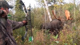 Moose Hunt With Couple Bow and Perfect Shot. HD