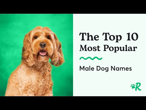 Video: 101 mužských řeckých jmén, které dělají jména chladných psů