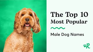 The Top 10 Male Dog Names  Common Boy Dog Names
