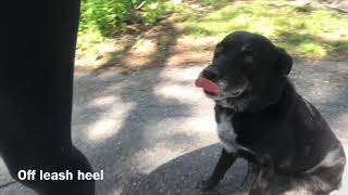 Ruby’s off leash heeling and downstays