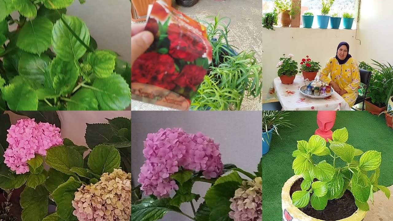 فيديو مفيد.مع أمي إيطو ومعلومات كثيرة على نبتة القرطاسية وكيفية زراعتها والعناية بها