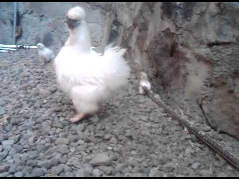 GALLINAS JAPONESAS - YouTube