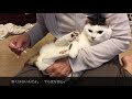 パッツンぴこちゃん便秘になっちゃった Constipated Piko Cat パッツンぴこちゃん便秘になっちゃった Constipated Piko Cat