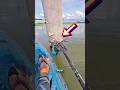 A fisherman rescued a struggling bird #shorts 