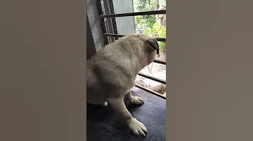Shimba Akhon Tar Friends Der Ke Dekhche Youtubeshorts Pug Shortvideo Shorts 