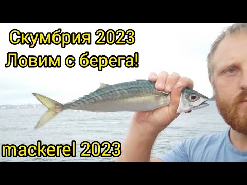 Как поймать скумбрию! mackerel fishing. 2023. Скумбрия Владивосток. Рыбалка под мостом!