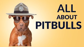 ALL ABOUT PITBULLS 101 by PetMastery 172 views 5 months ago 7 minutes, 6 seconds