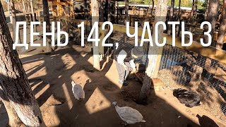 картинка: День 142, часть 3