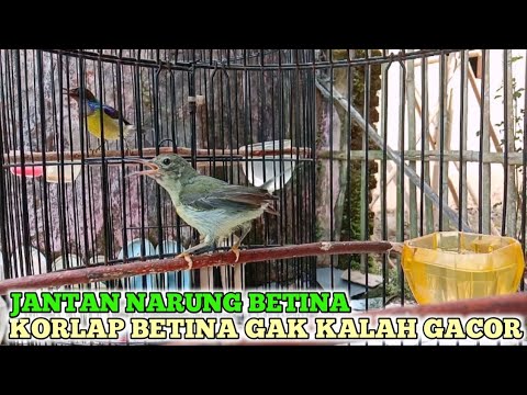 kolibri kelapa | manggar | wiceh | suara korlap jantan narung betina korlap betina gak kalah gacor