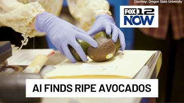 Using AI to find ripe avocados with Oregon State researchers