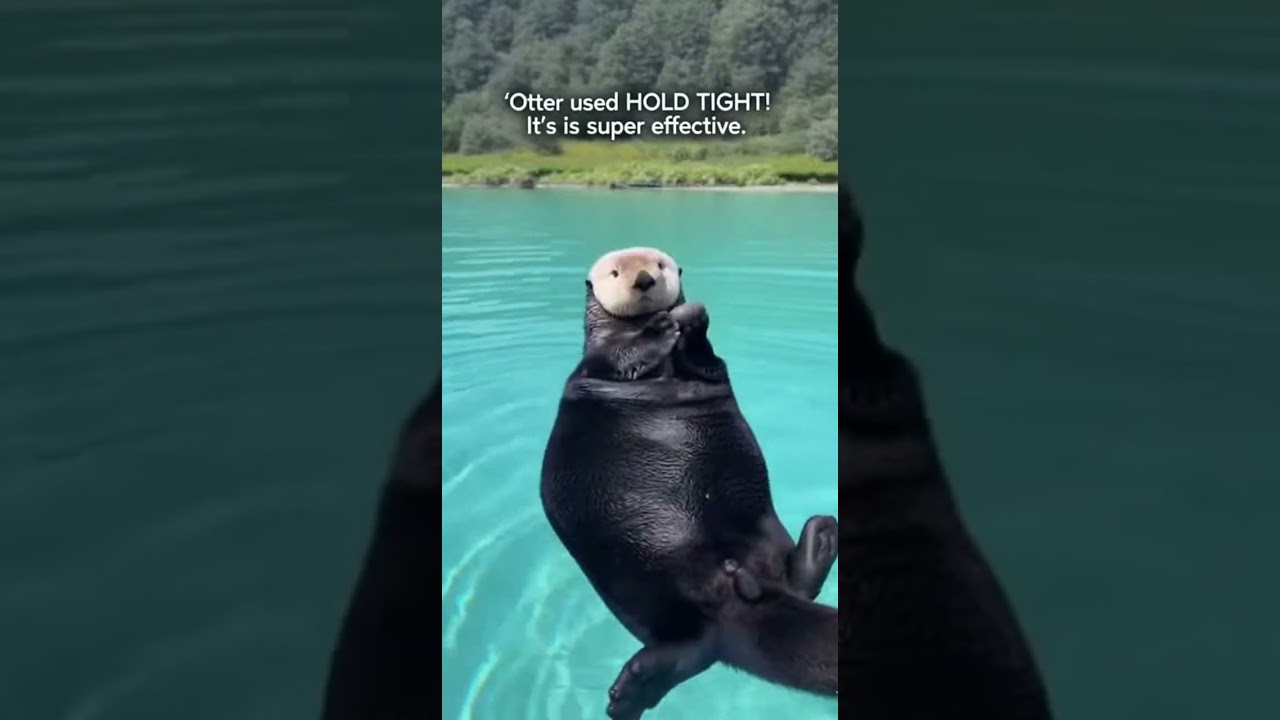 Otter Reveals Its Pokémon Starter