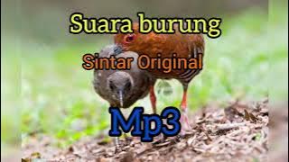 (Suara Asli) Burung Siantar Mata Merah