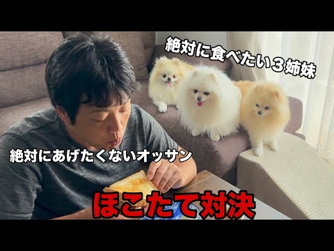 【爆笑】絶対に諦めないポメラニアンの行動が面白すぎた