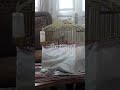 أجمل صوت نغل في سوريا بدون اي اخطاء أجمل صوت نغل في سوريا بدون اي اخطاء