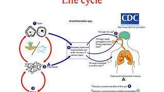 Pathogenic free living amoeba lecture