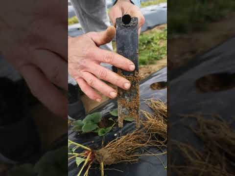 Video: Cum se creează o grădină cu plantator de căpșuni