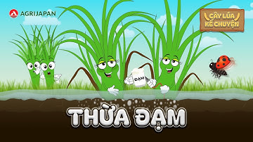 CÂY LÚA BỊ THỪA ĐẠM, PHẢI LÀM SAO ĐÂY | Cây Lúa Kể Chuyện