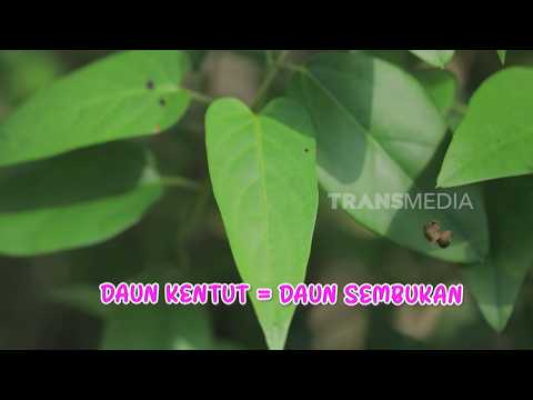 Daun Kentut Alias Sembukan, Baunya Tak Sedap Tapi Berkhasiat | ENAH BIKIN ENAK (20/10/26)
